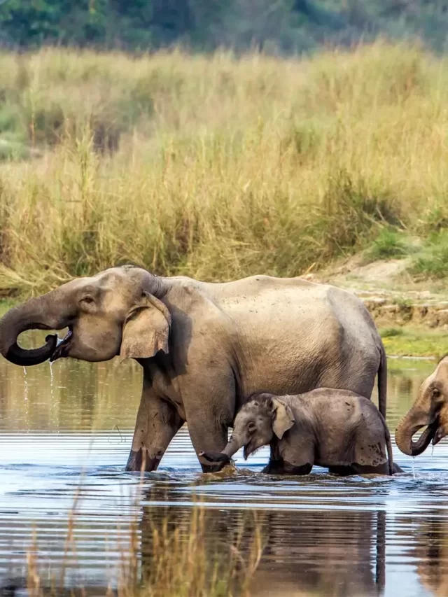 Wildlife Adventure in Nepal at Wildlife Adventure in Nepal