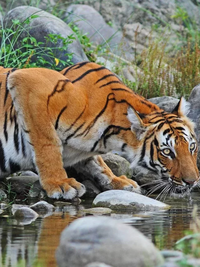 Chitwan National Park Wildlife Adventure in Nepal Tour